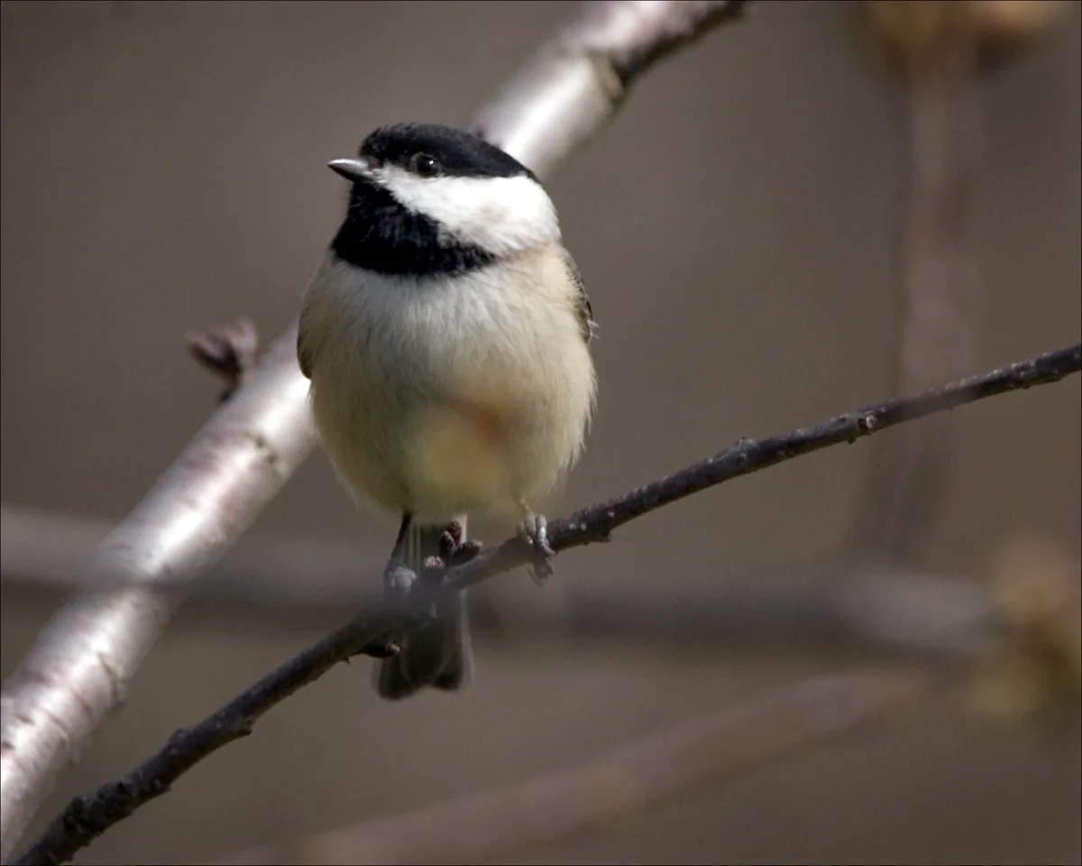 Black-capped chickadee facing left on a thin branch against a blurred brown background
