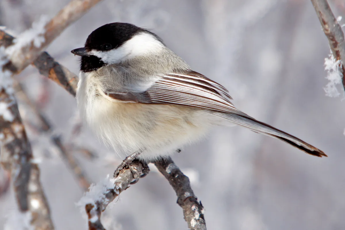 Black-capped chickadee with fluffed feathers perched side-on against a pale background
