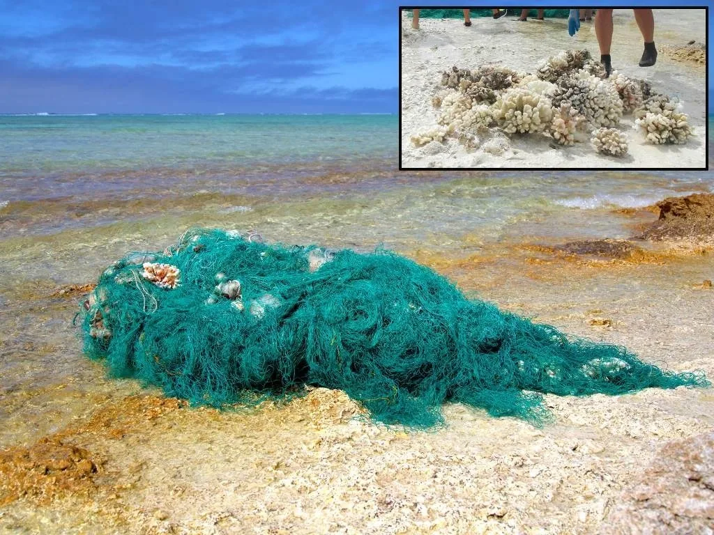 A large green derelict fishing net on a shallow shoreline, with NOAA’s inset photograph showing coral caught in the debris.
